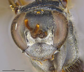 Media type: image;   Entomology 26664 Aspect: head frontal view